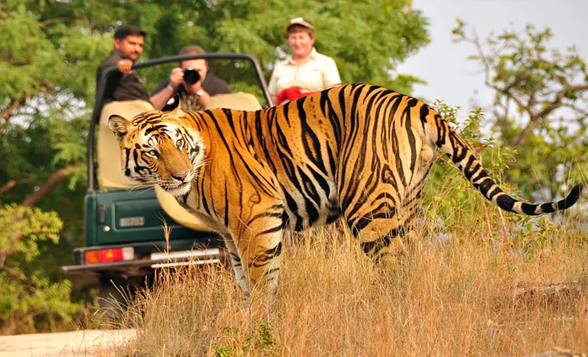 The Tiger Trail